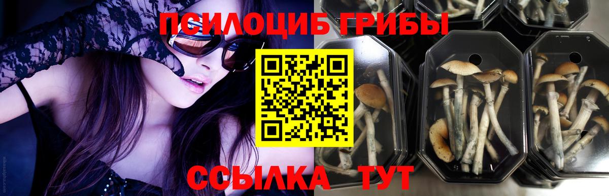 Боровичи  Галлюциногенные грибы MAGIC MUSHROOMS  Вход с VPN 